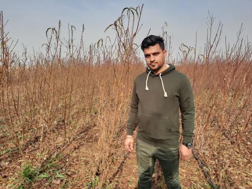 عکس نهالستان شاهین توللی