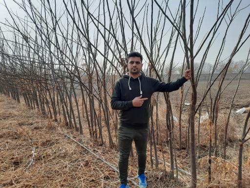 عکس نهالستان شاهین توللی