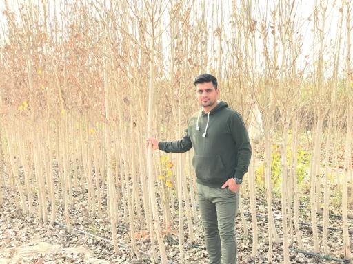 عکس نهالستان شاهین توللی