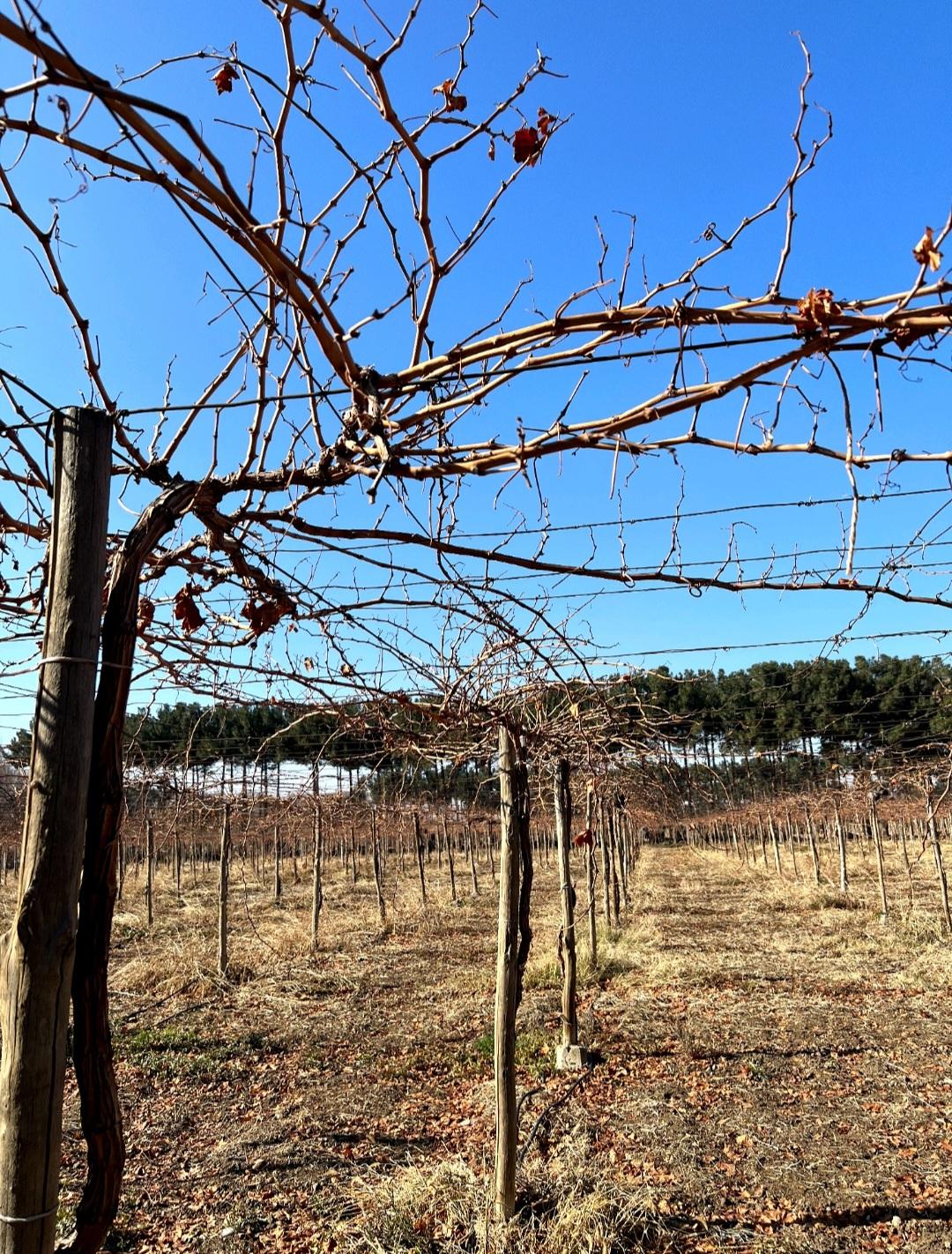 عکس نهالستان شاهین توللی