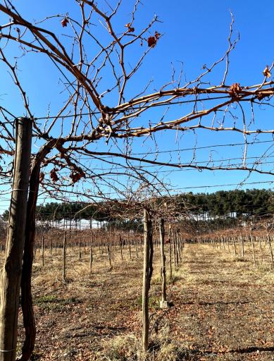 عکس نهالستان شاهین توللی