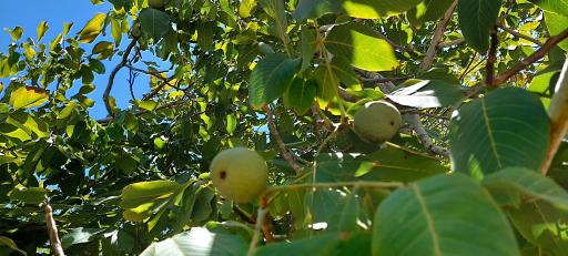 عکس باغ خانواده