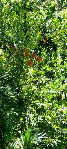 عکس باغ خانواده