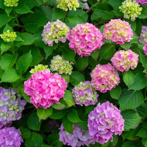 عکس باغ گل آیریس