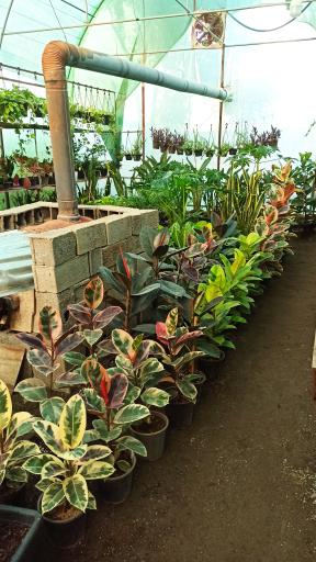 عکس باغ گل آیریس