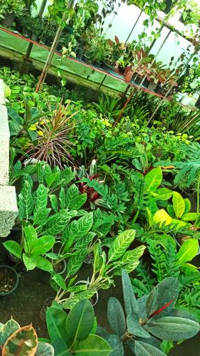 عکس باغ گل آیریس