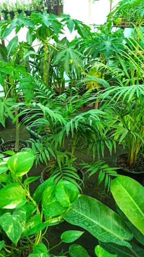 عکس باغ گل آیریس