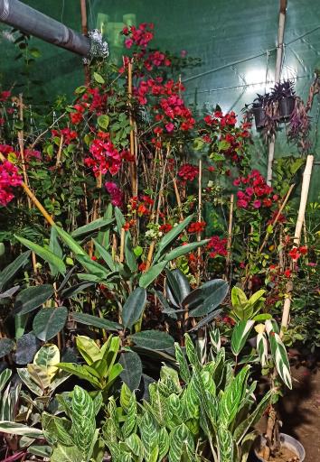 عکس باغ گل آیریس