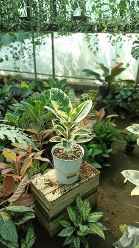 عکس باغ گل آیریس