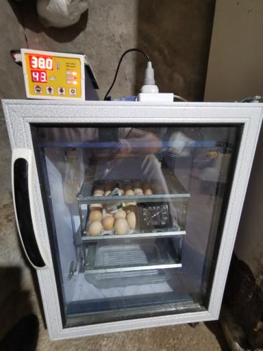 عکس فروشگاه دستگاه جوجه کشی دی کیو شاپ