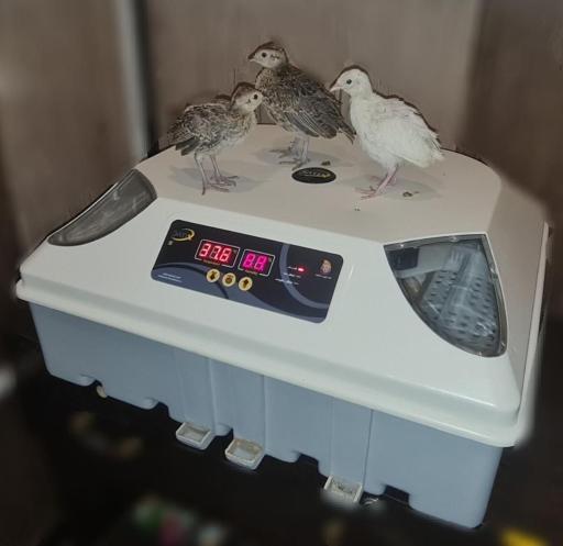 عکس فروشگاه دستگاه جوجه کشی دی کیو شاپ