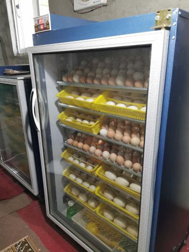 عکس فروشگاه دستگاه جوجه کشی دی کیو شاپ