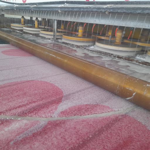 عکس قالیشویی پرندمهر 