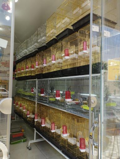 عکس سالن تکثیر طوطی سان آرام