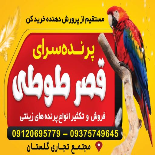 عکس پرنده سرای قصر طوطی