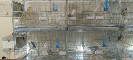 عکس پرنده سرای قصر طوطی