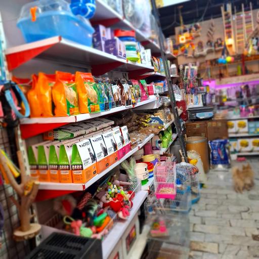 عکس پت شاپ پرنده بهشت 