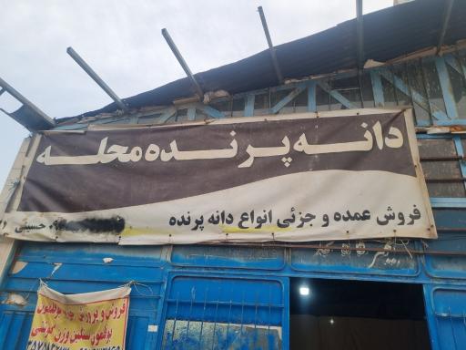 عکس دانه پرنده محله(علی حسینی)