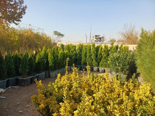 عکس تولیدی گل و گیاه نهال گستر 