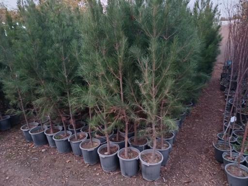 عکس تولیدی گل و گیاه نهال گستر 