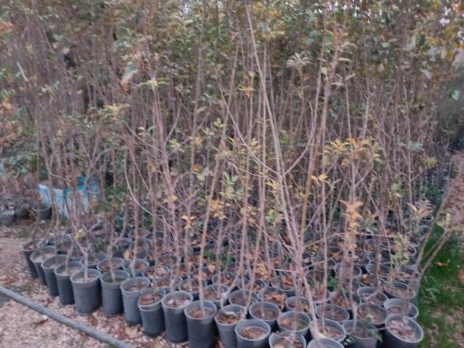 عکس تولیدی گل و گیاه نهال گستر 