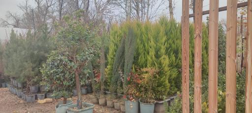 عکس تولیدی گل و گیاه نهال گستر 