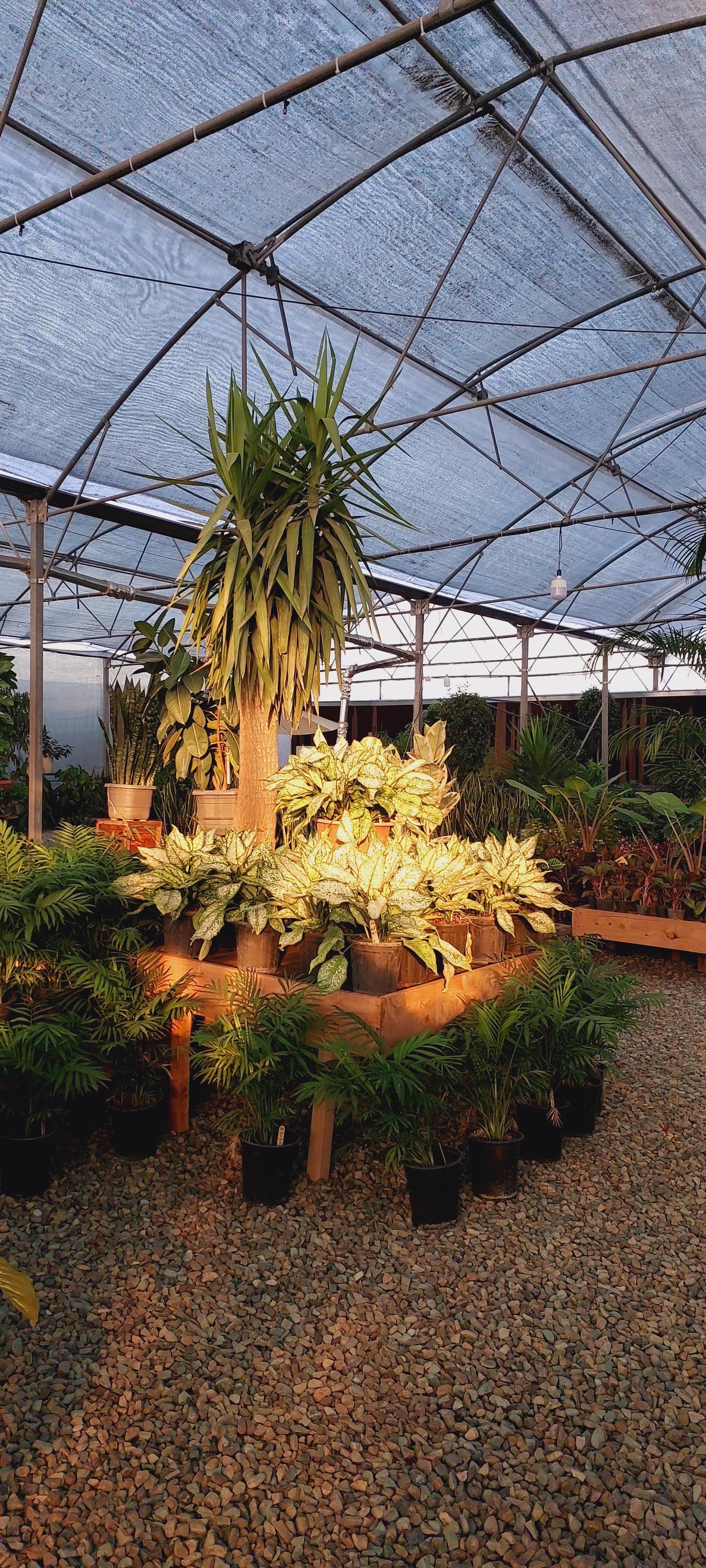 عکس گلخانه وستا