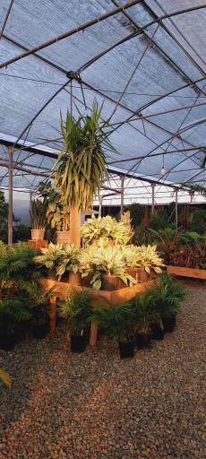 عکس گلخانه وستا