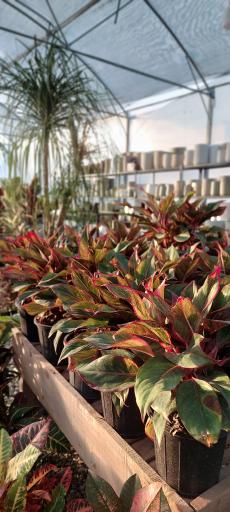 عکس گلخانه وستا