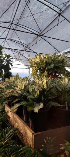 عکس گلخانه وستا