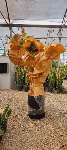 عکس گلخانه وستا