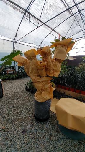 عکس گلخانه وستا