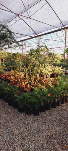 عکس گلخانه وستا