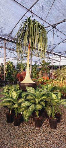 عکس گلخانه وستا