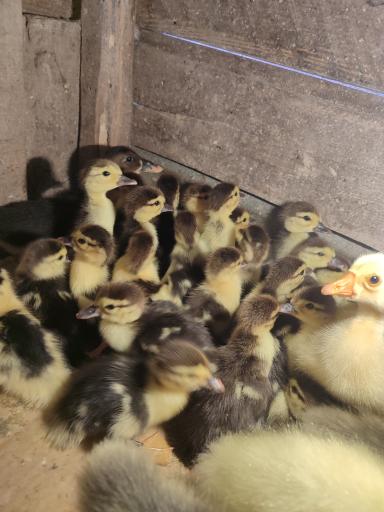 عکس جوجه کشی رضایی 