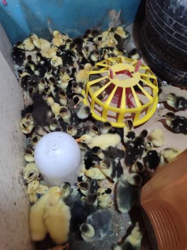 عکس جوجه کشی رضایی 