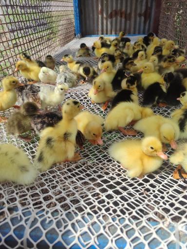 عکس جوجه کشی رضایی 