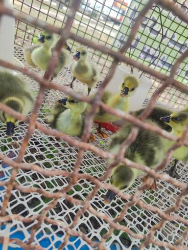 عکس جوجه کشی رضایی 