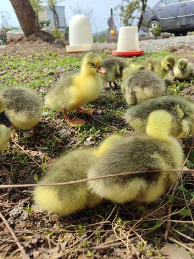 عکس جوجه کشی رضایی 