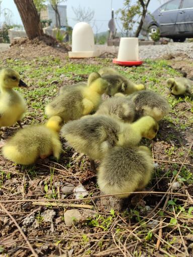 عکس جوجه کشی رضایی 