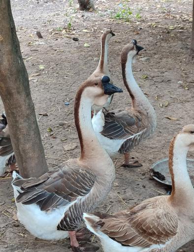 عکس جوجه کشی رضایی 