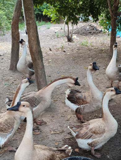 عکس جوجه کشی رضایی 