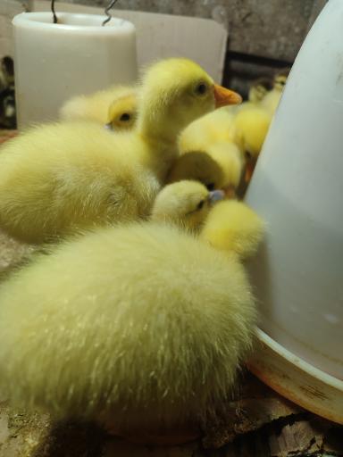 عکس جوجه کشی رضایی 