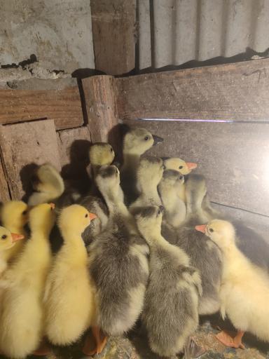 عکس جوجه کشی رضایی 