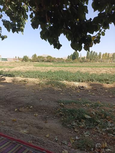عکس کوسه