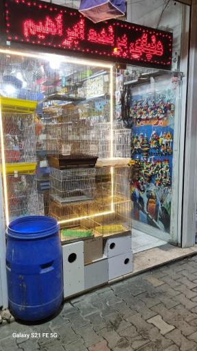 عکس پرنده ابراهیم 