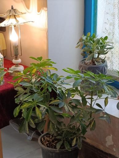 عکس کافه کتاب میراث