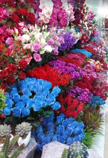 عکس گل اقاقیا