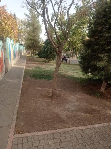 عکس بوستان خطی سرو