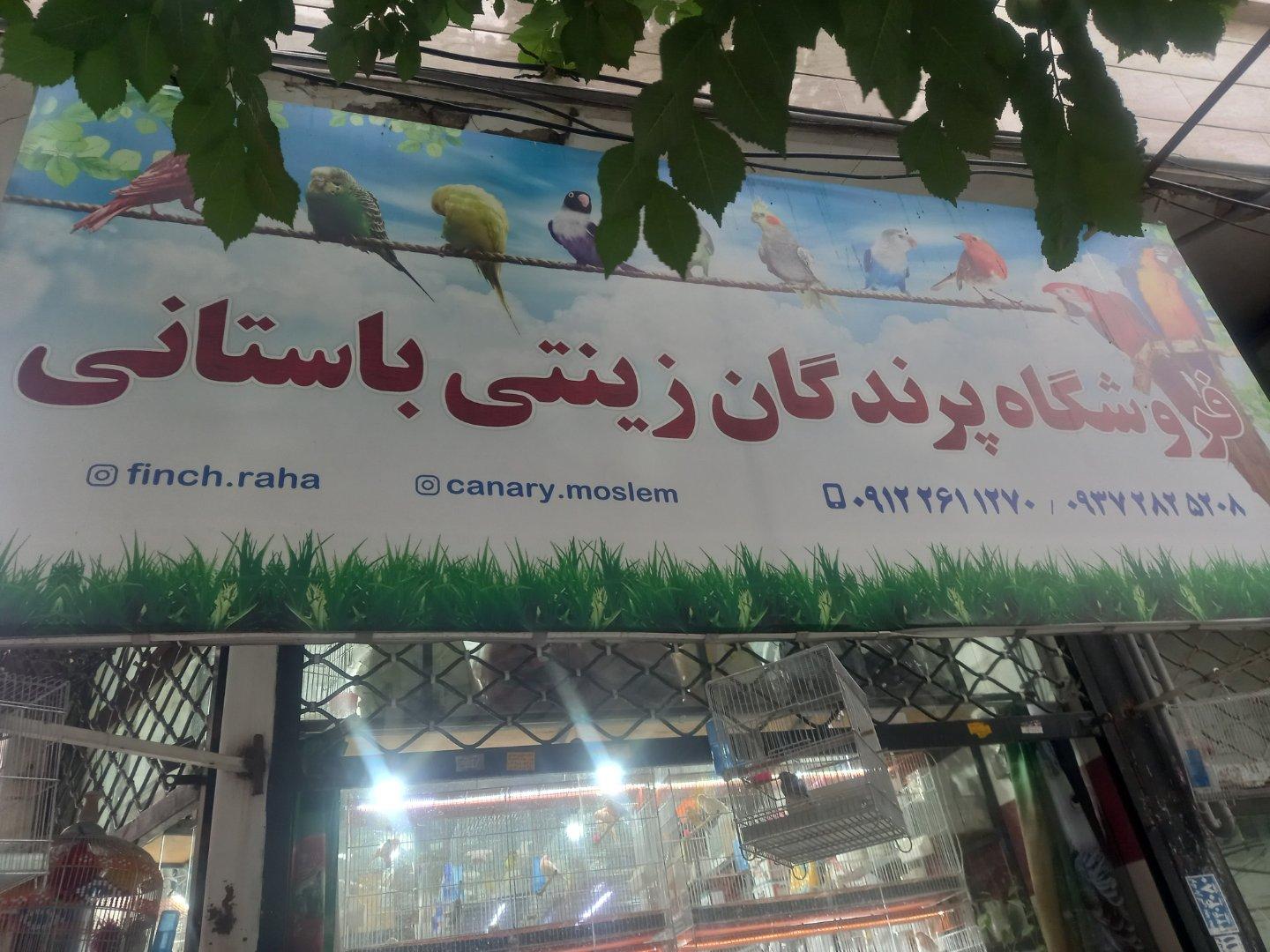 عکس پرندگان زینتی باستانی